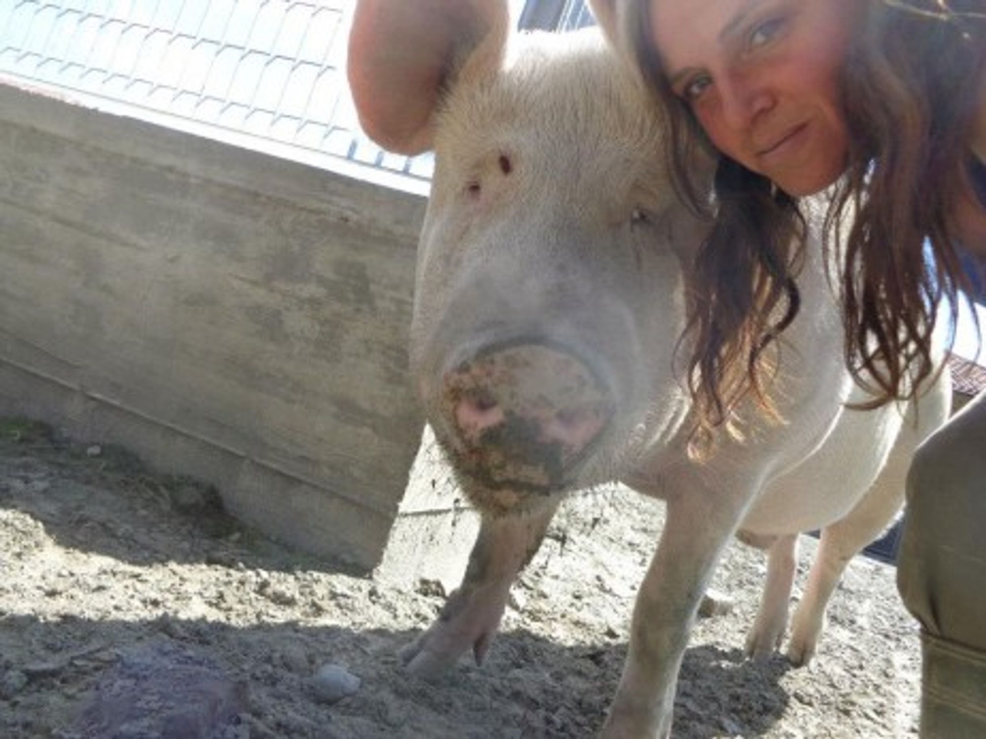 I Am Not Prosciutto: Welcome To Italy's Pig Rescue Shelter