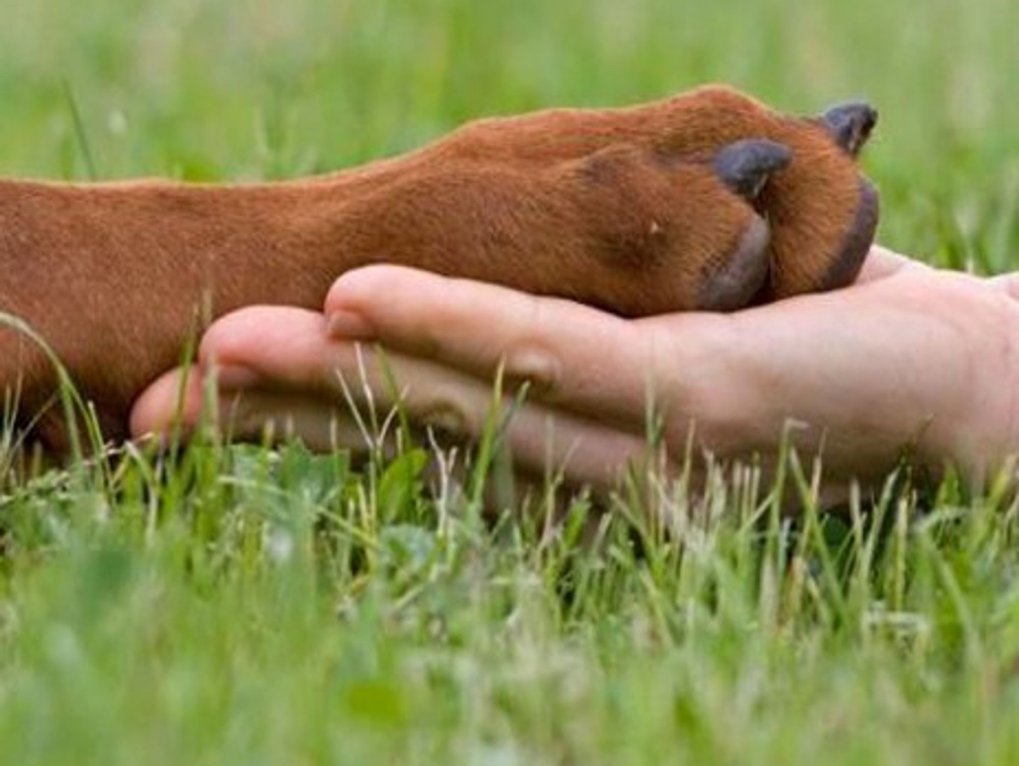 I want to hold you paw