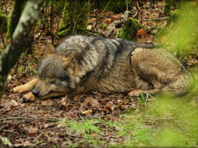 Iberian wolf in Lugo, Spain