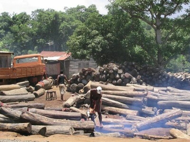Illegal logging in Madagascar (Erik Patel)