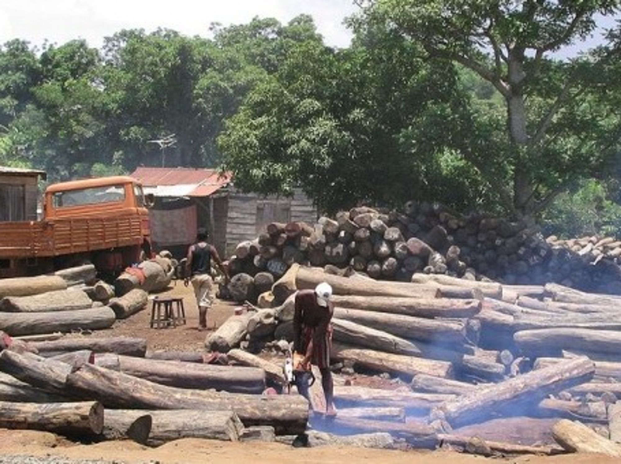 Illegal logging in Madagascar (Erik Patel)