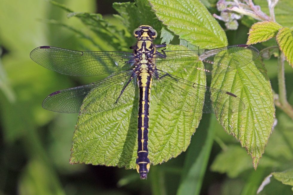Image of a common clubtail (Gomphus vulgatissimus) female, in Lahemaa National Park, Estonia.