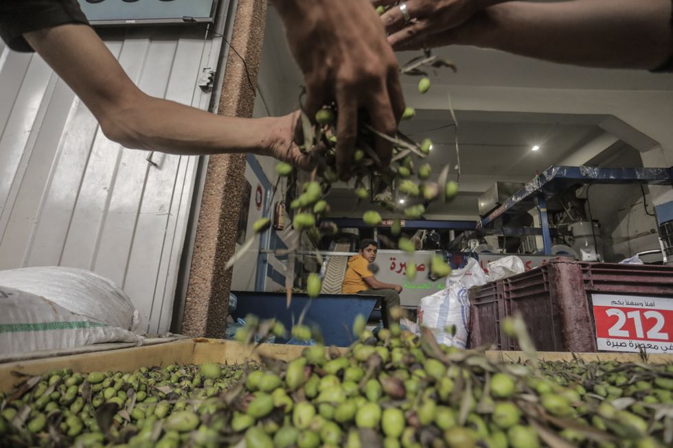 Image of a farmer handling olives