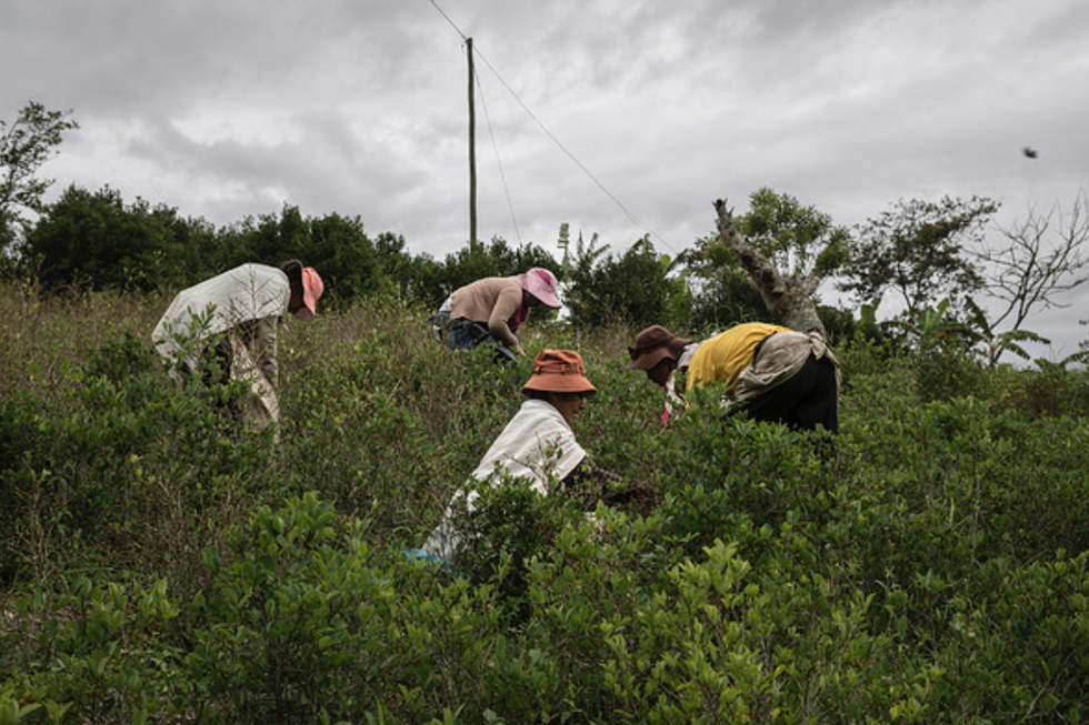 Image of a group of women collecting coca leafs in coca plantations.