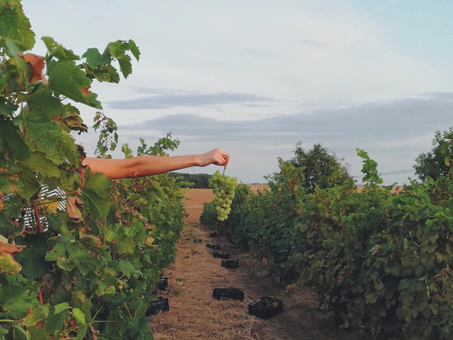 Image of a hand ​holding a bunch of grapes in a vineyard.