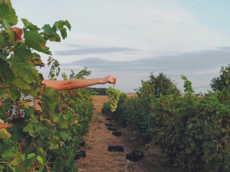 Image of a hand ​holding a bunch of grapes in a vineyard.
