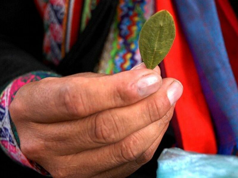 Image of a hand holding a coca leaf.