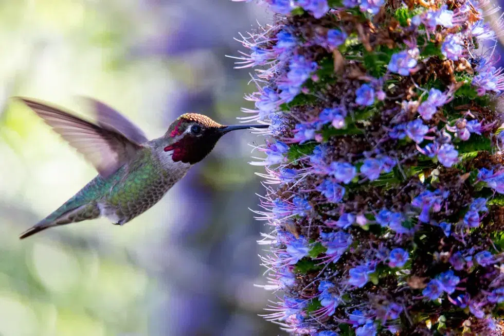 Image of a hummingbird drinking from purple flowers