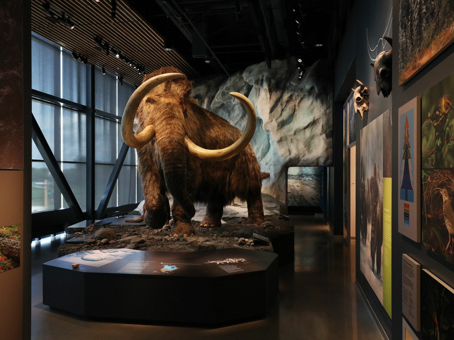 Image of a mammoth in a museum.