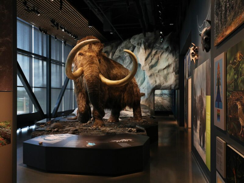 Image of a mammoth in a museum.