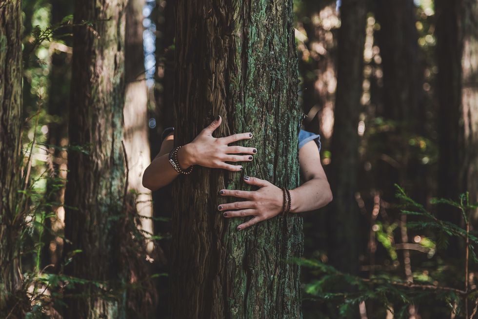 Image of a person hugging a tree in a forest.