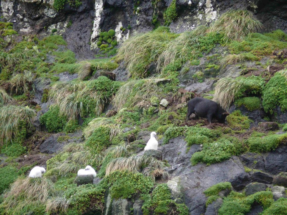 Image of a pig roots near a white-capped mollymawk colony. Currently, Horn said, seabirds on the island are successfully breeding only on the precipitous edges of the land, where even the most tenacious pig won’t venture.