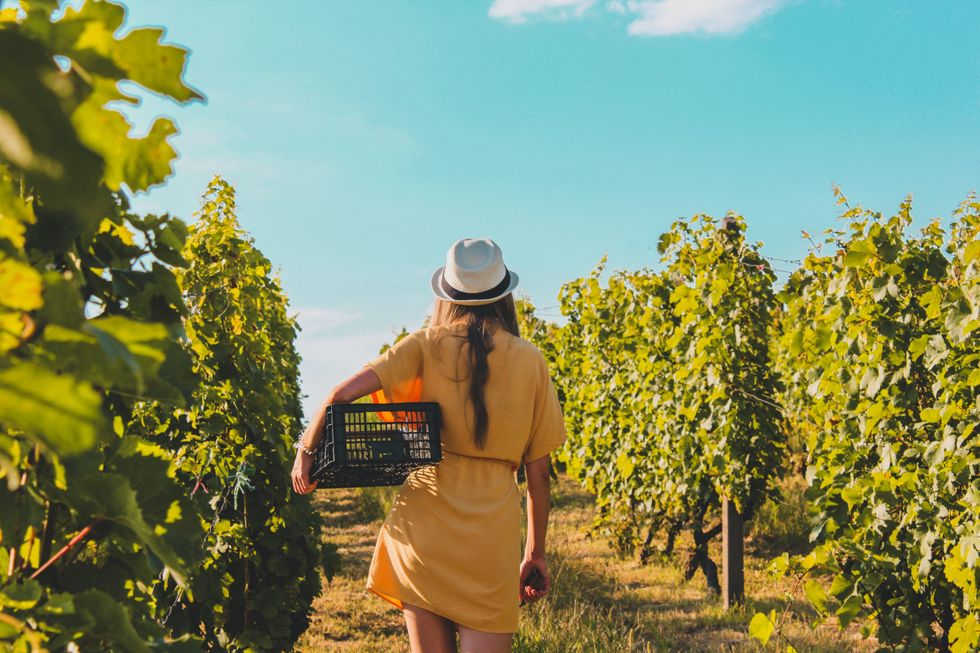 Image of a woman from the back walking in a vineyard, holding a box.