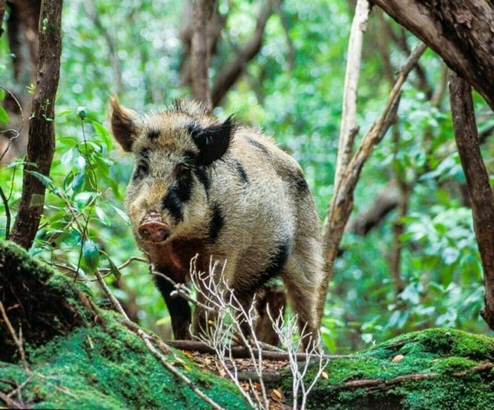 Image of an Auckland pig that's light brown with black patches