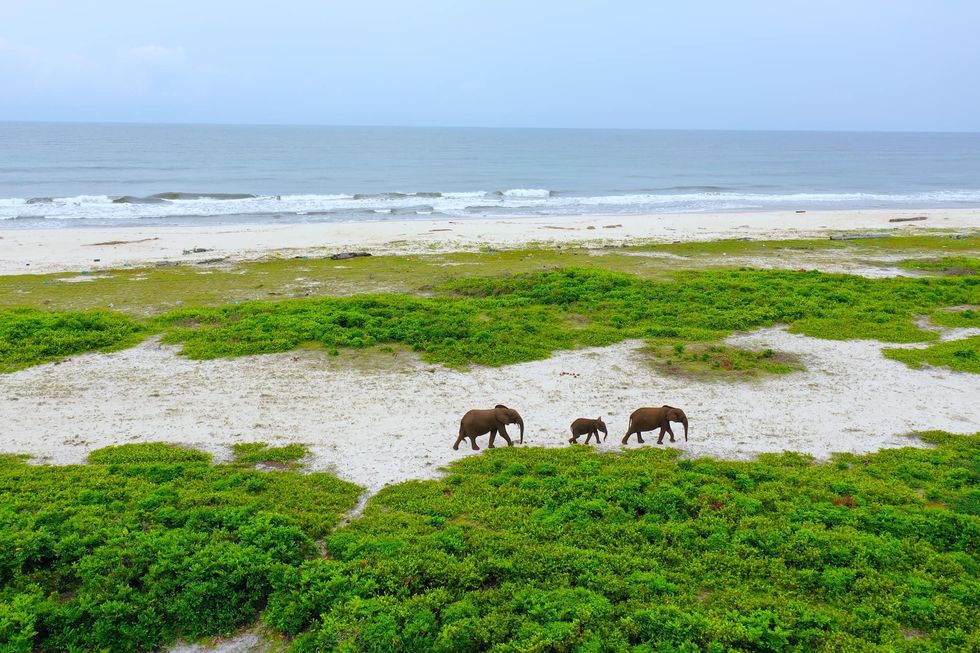 Image of ​three elephants walking on a beach in Gabon.