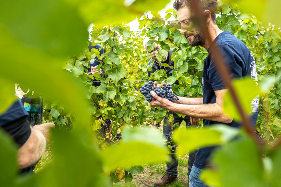 image of farmers harvesting grapes
