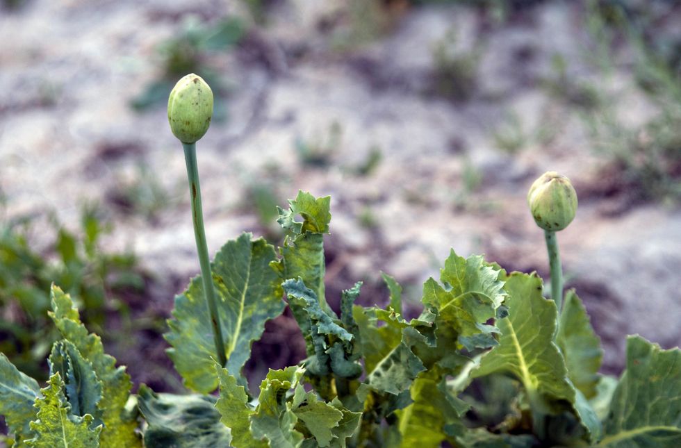 Image of Opium poppies growing in a field in Samogay, Afghanistan.