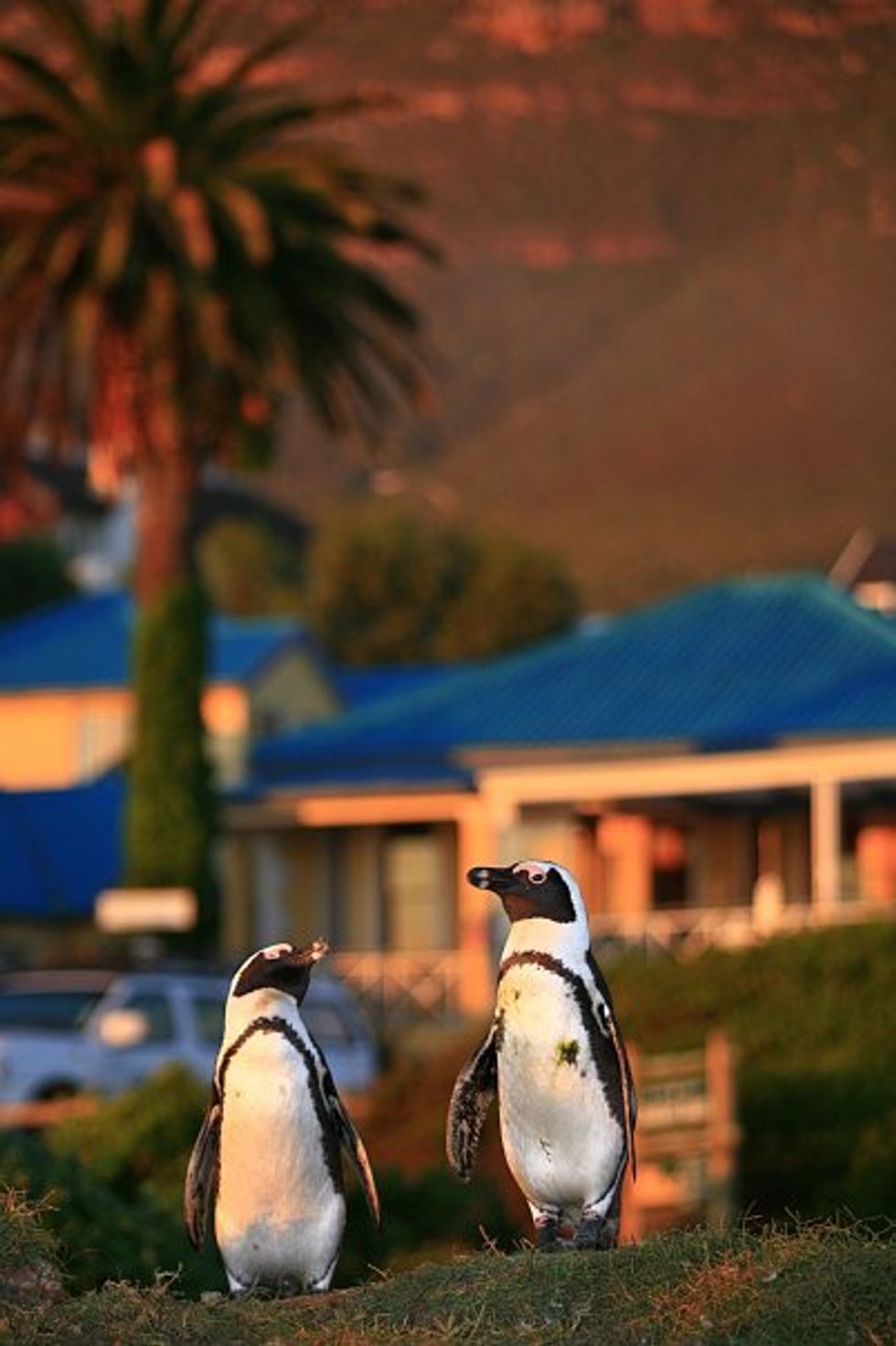 image of penguins outside a cafe