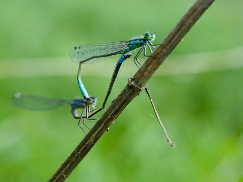 Image of two dragonflies.