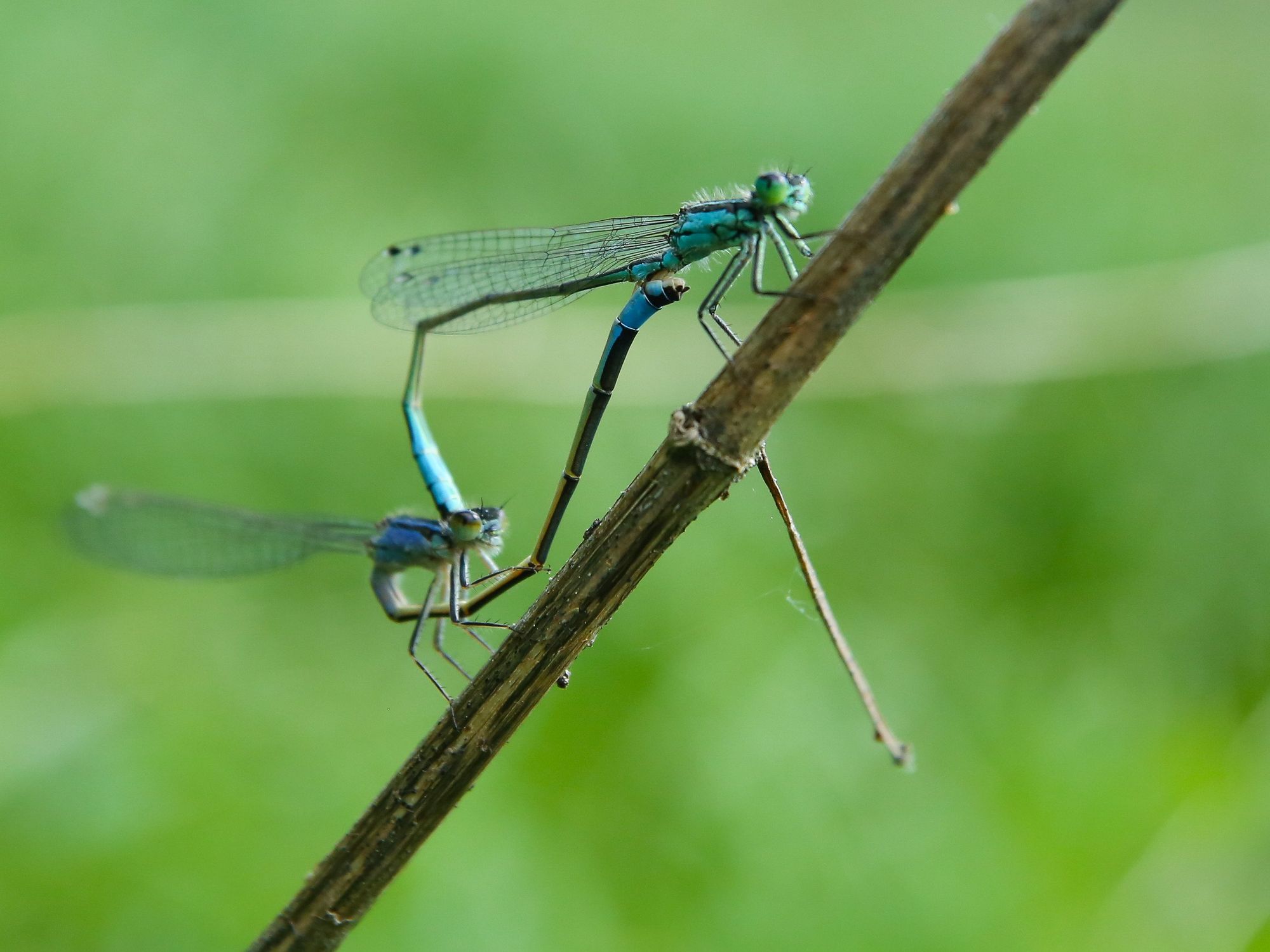 Image of two dragonflies.