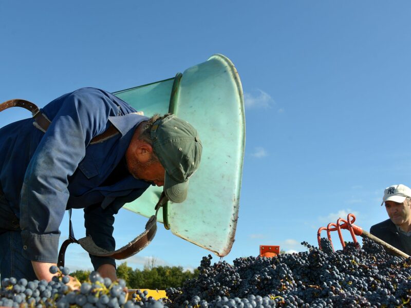 Image of two men harvesting grapes in a vineyard.