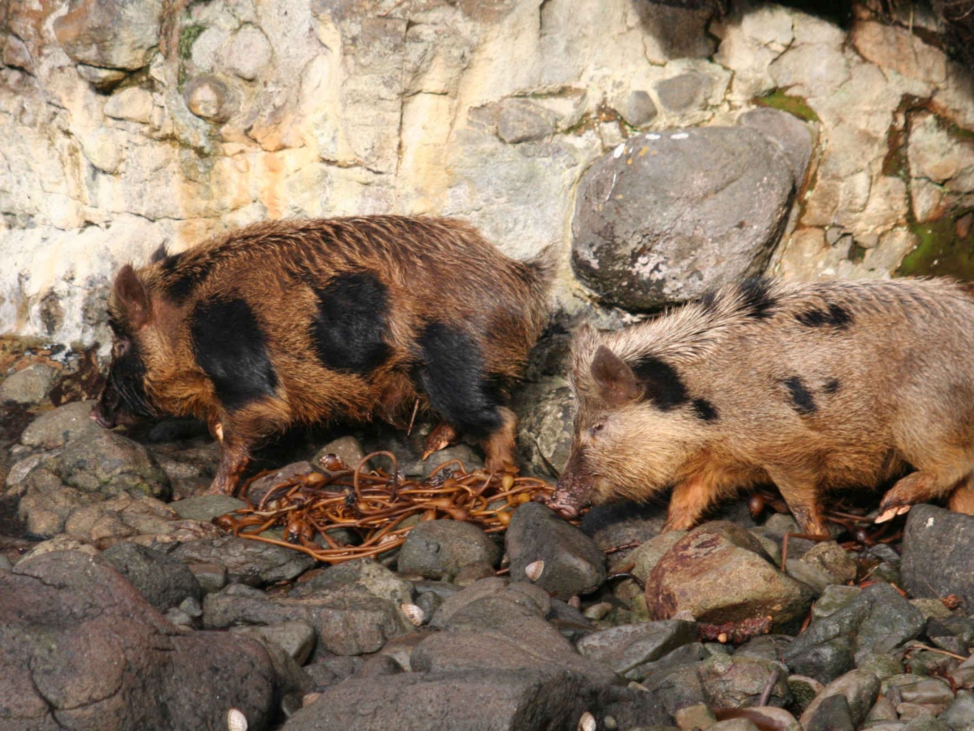 Image of two pigs laying on a rocky ground.