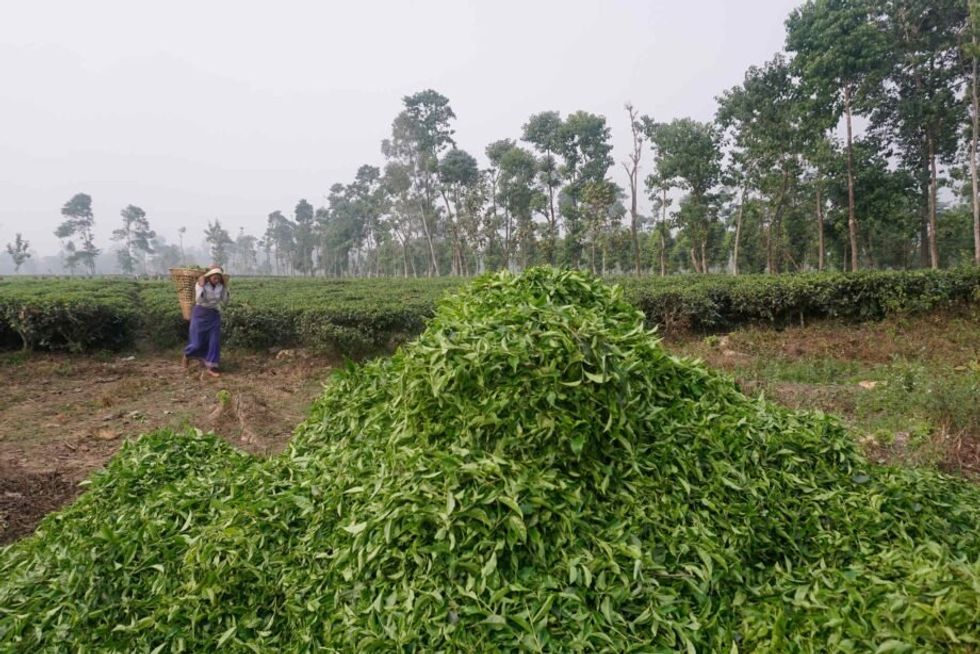 Image showing a farmer in Bahundangi carrying crops in a basket she holds on her back.