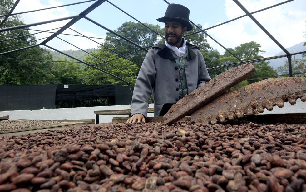 image showing Cocoa cultivation emerges again with numerous farms dedicated to the cultivation of chocolate raw material in Venezuela.