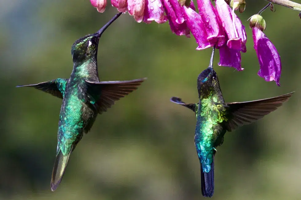 Image showing two hummingbirds under a purple flower