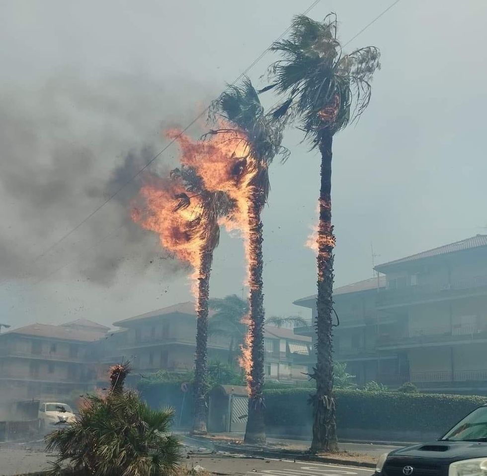 In a residential area, three palm trees are on fire as smoke fills the air.