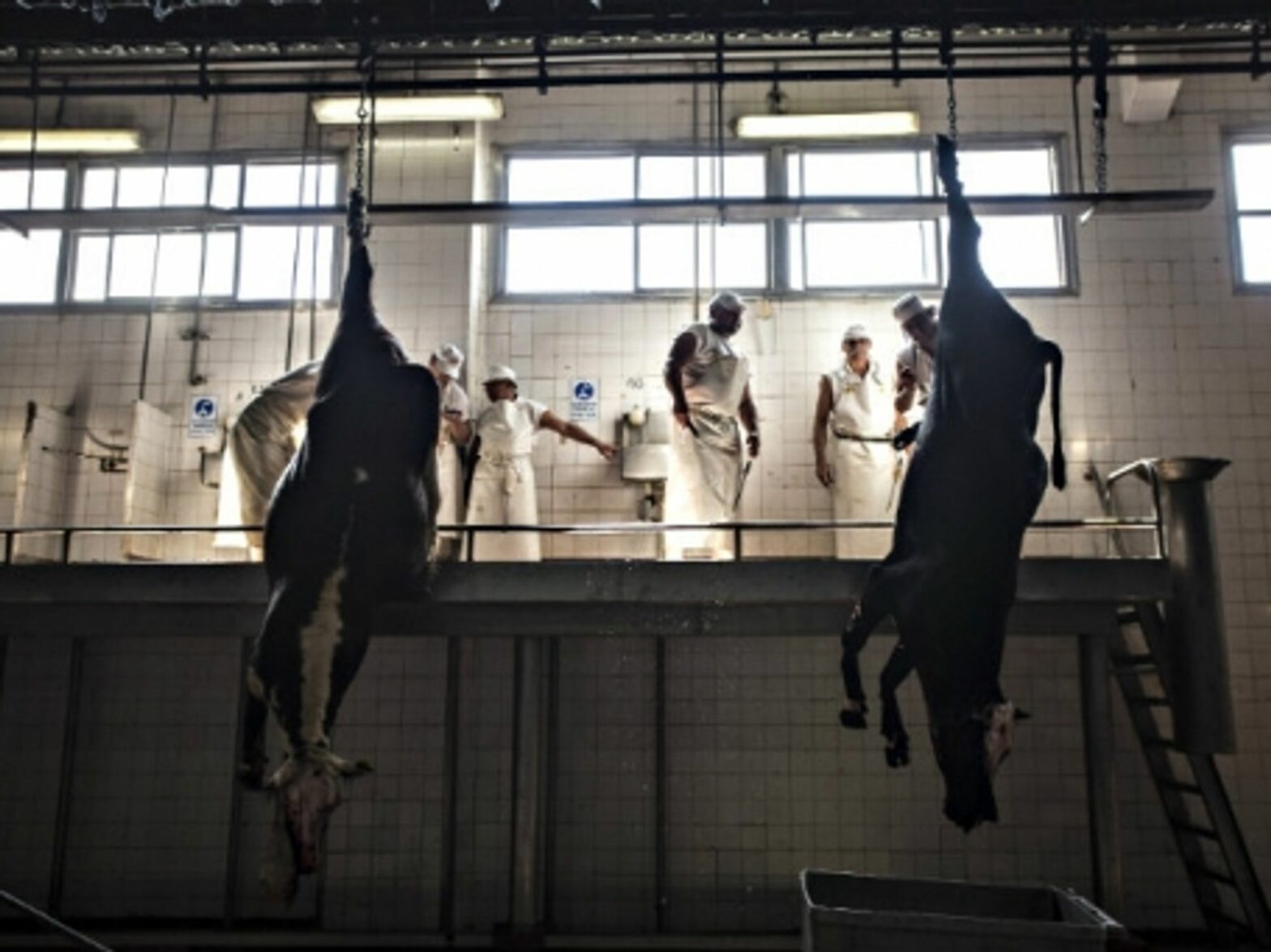 in At the Yaguane Meat Processing Plant Cooperative in Argentina.