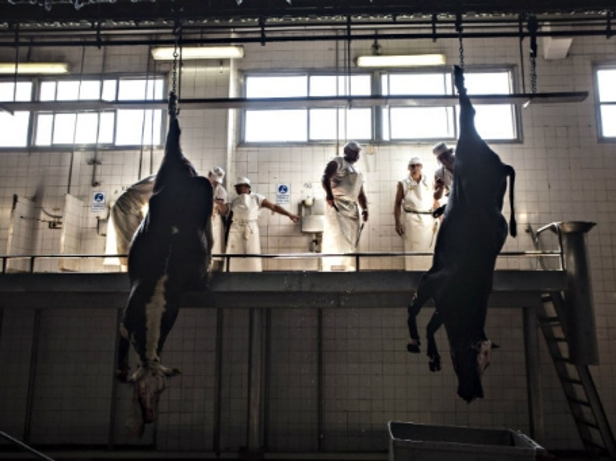 in At the Yaguane Meat Processing Plant Cooperative in Argentina.