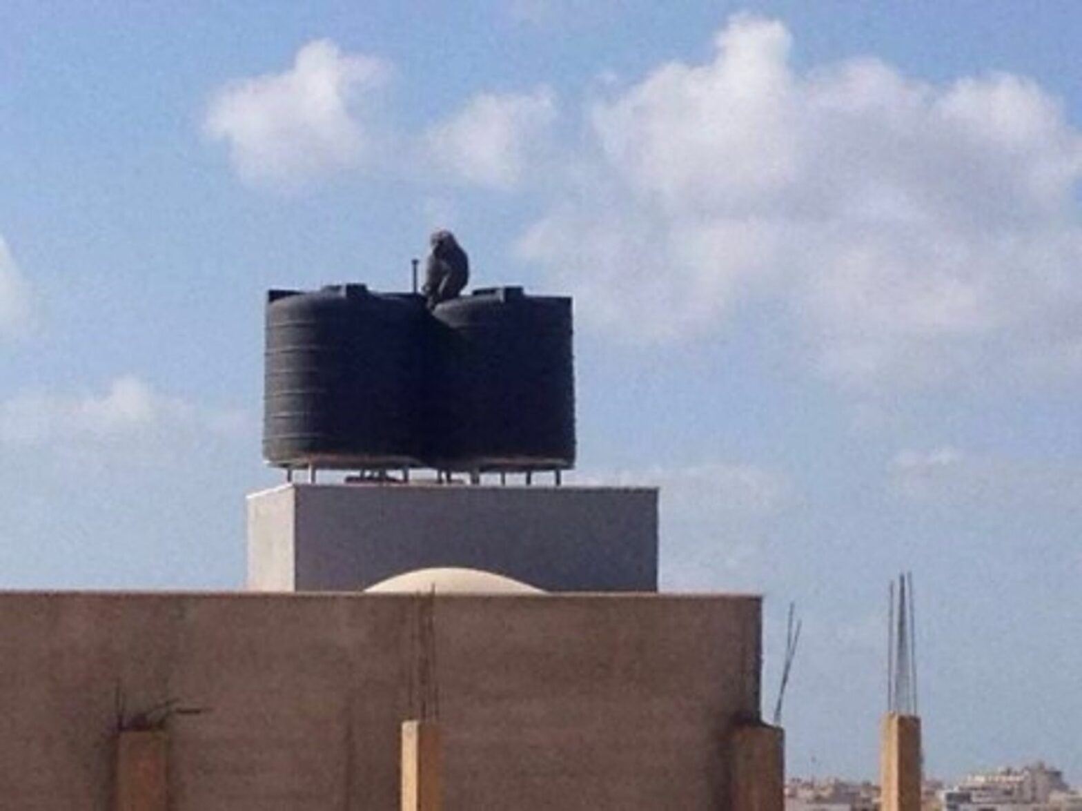 In Benghazi, A Baboon Breakout Amidst Human Warfare