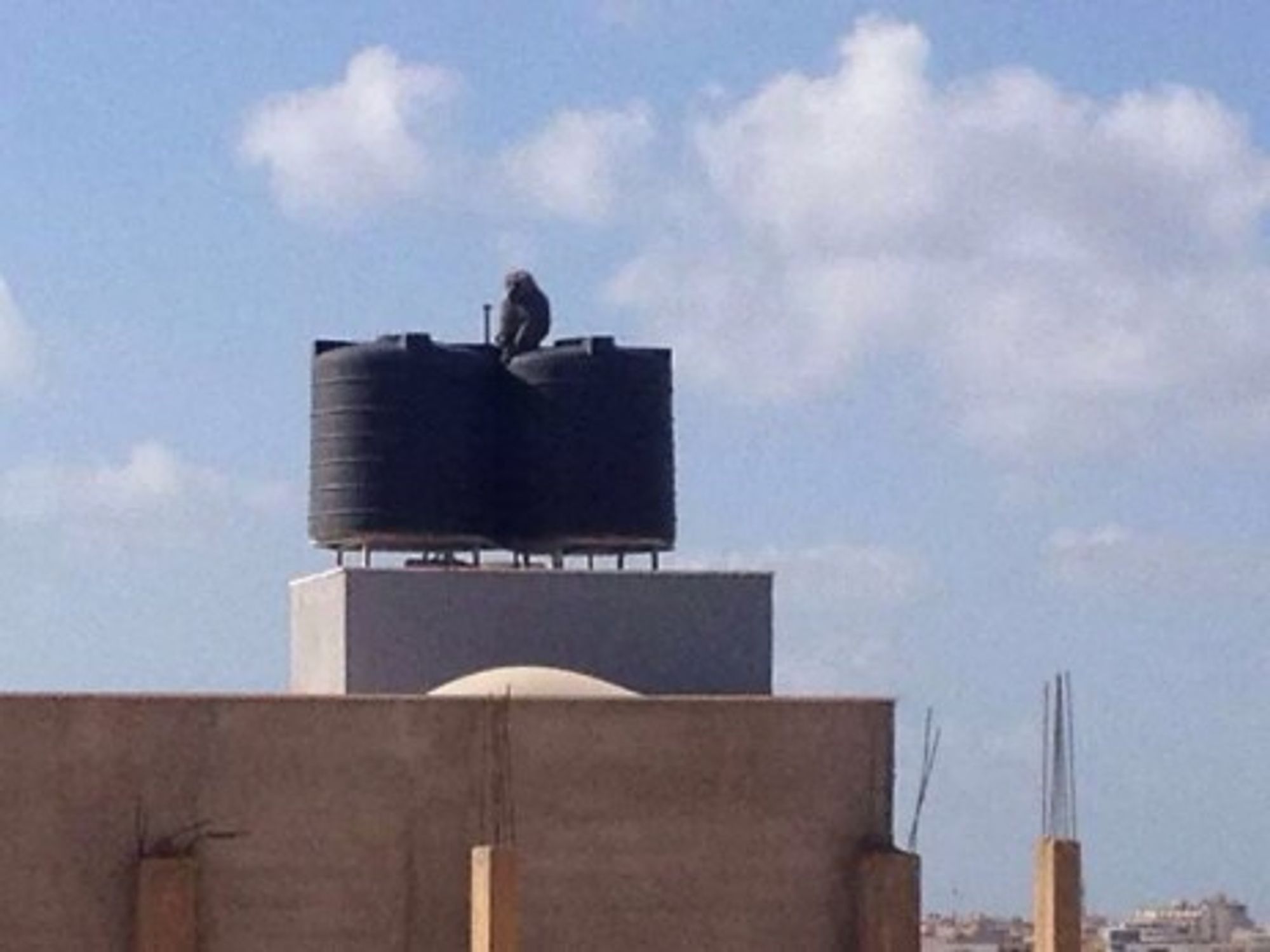 In Benghazi, A Baboon Breakout Amidst Human Warfare