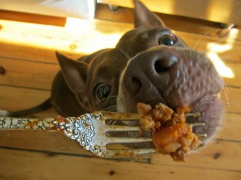 In Germany, The World's First Organic Butcher For Dogs