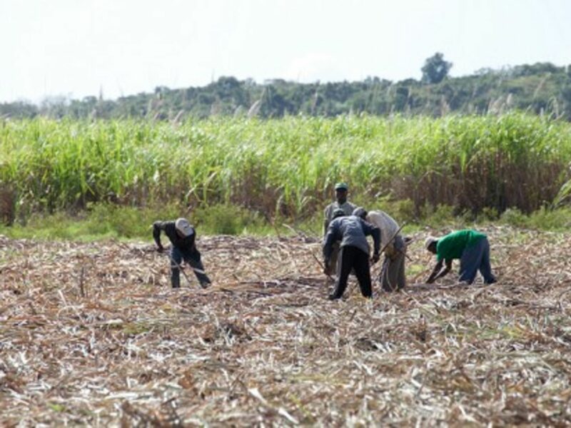 In the sugar cane fields