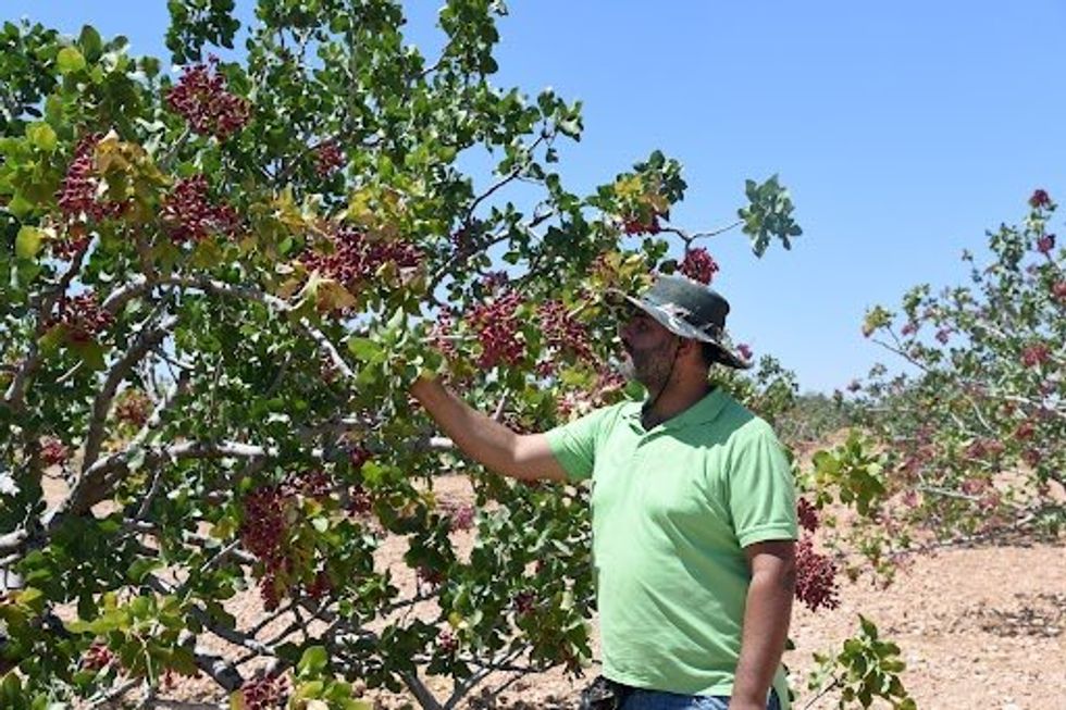 In the town of Maan in the central Syrian province of Hama, farmers and government officials are striving to restore the town's production of pistachio, an essential item in the Syrian exports list