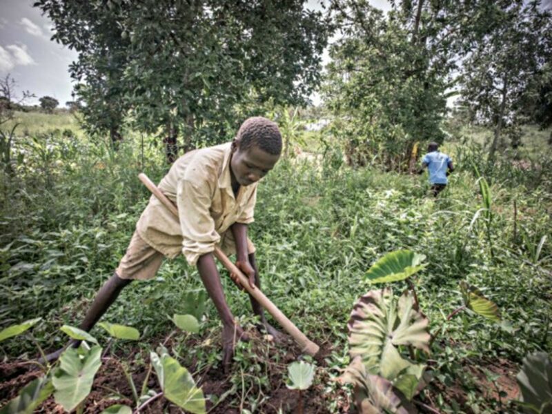 In Uganda, help is needed to replace outdated agriculture methods.