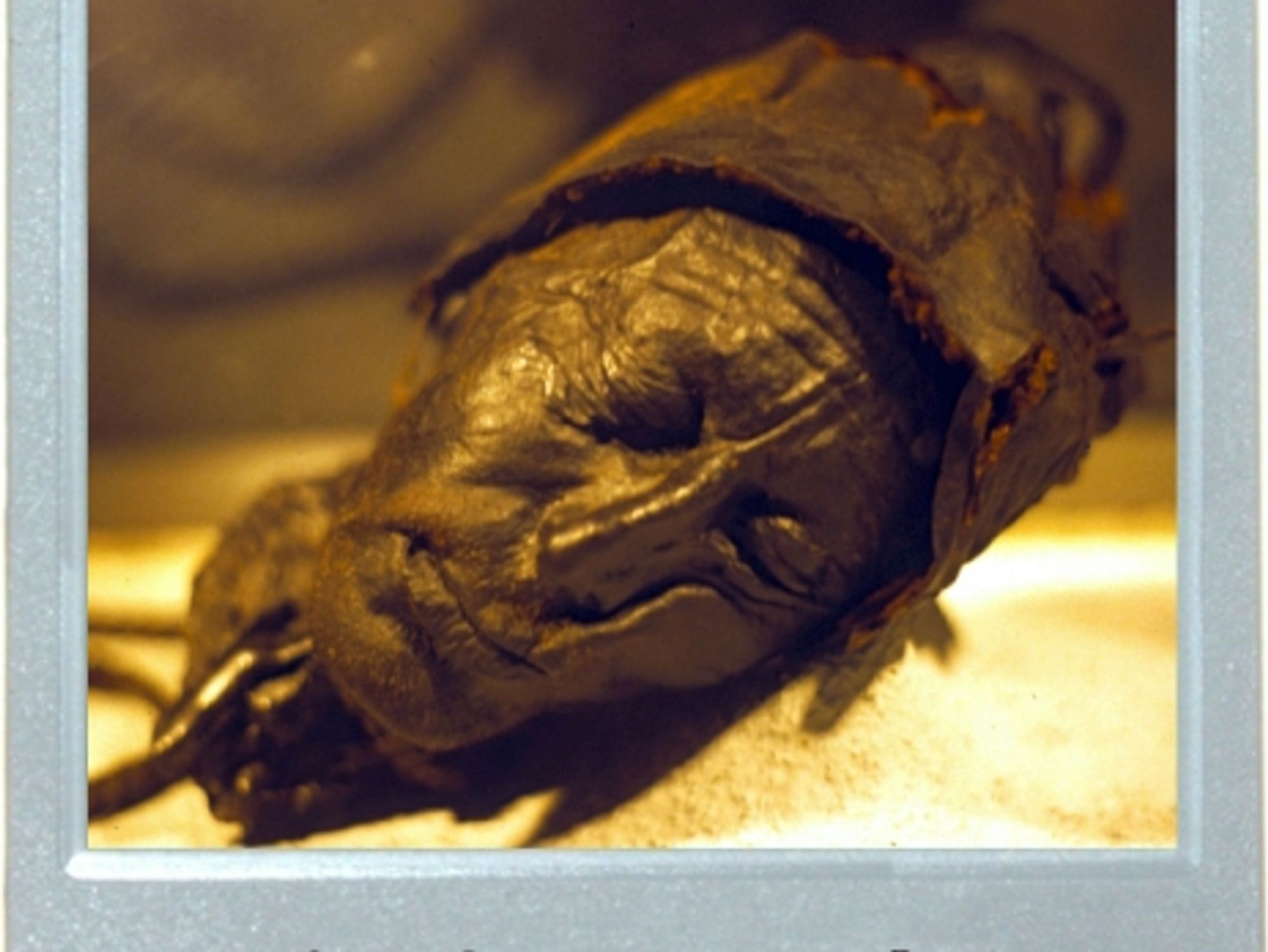 In Your Mummified Face