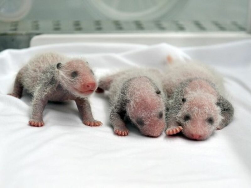 Incredibly Rare Triplet Pandas Born in China Zoo