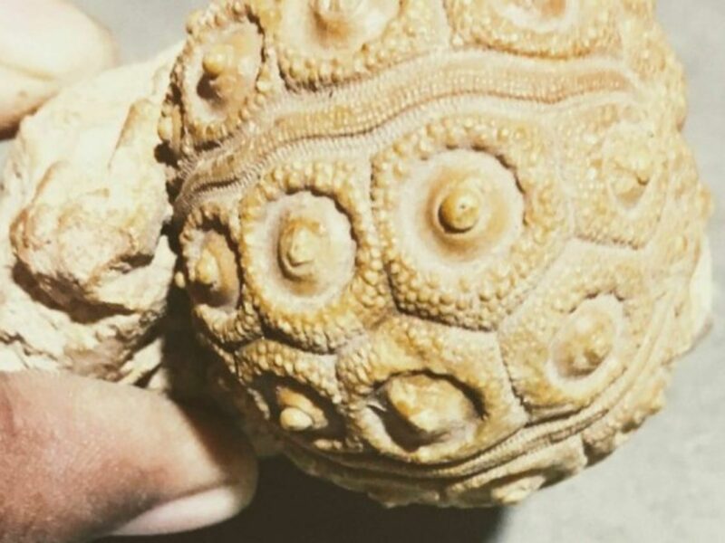 India's landscape is a 'lavish buffet of animal relics'