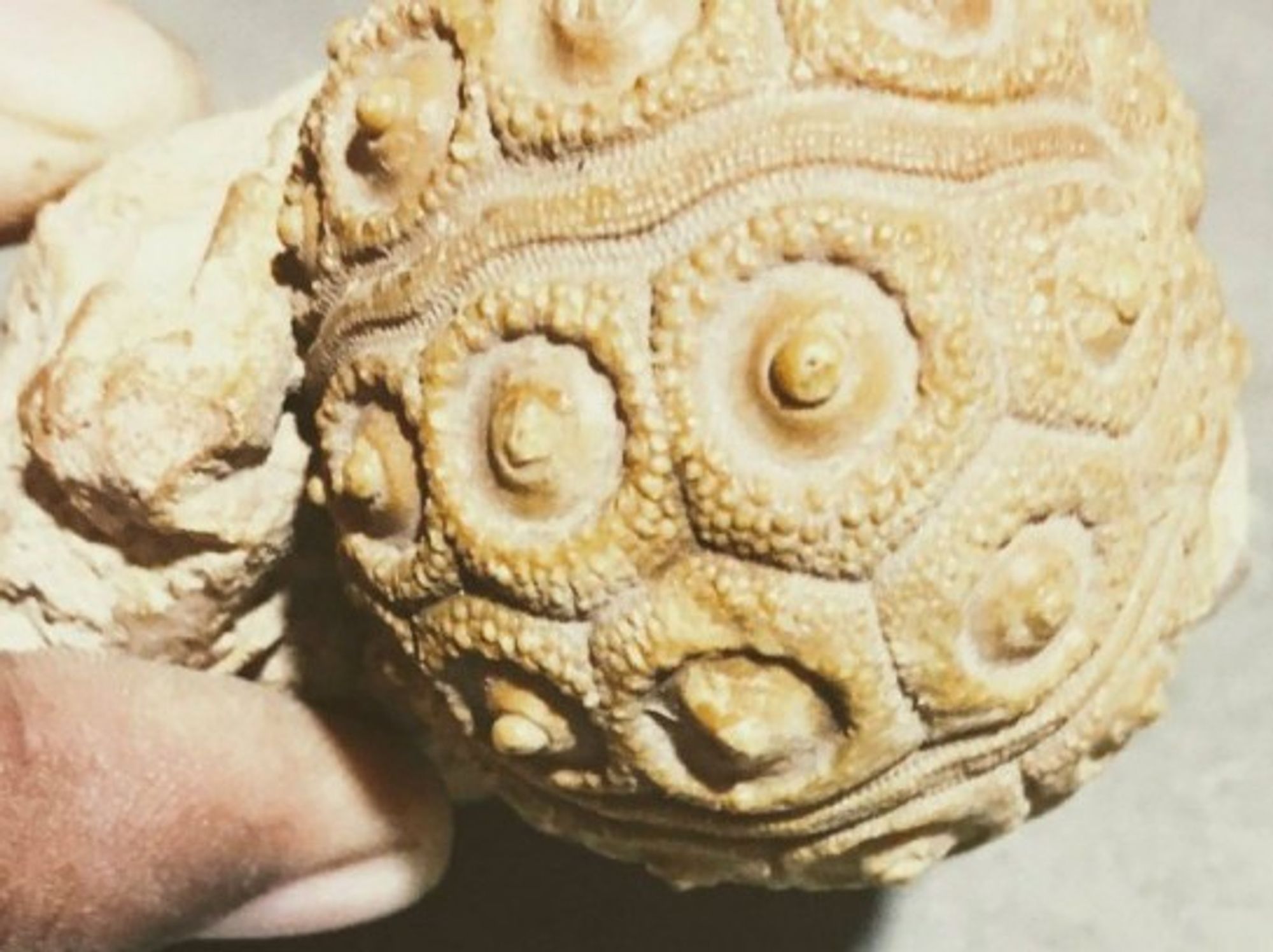 India's landscape is a 'lavish buffet of animal relics'
