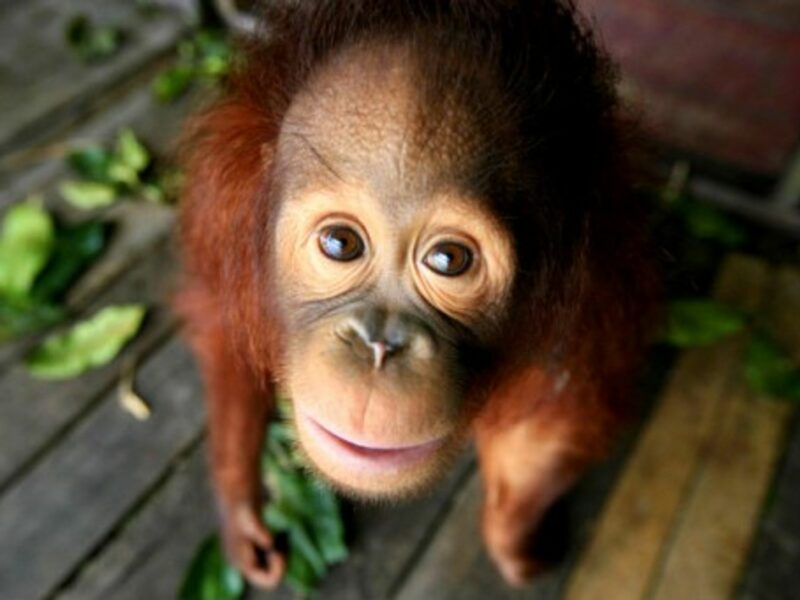 Infant Malaysian orangutan
