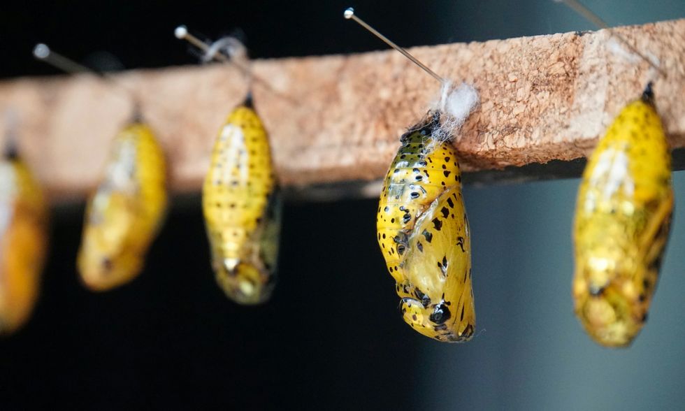Insect cocoons