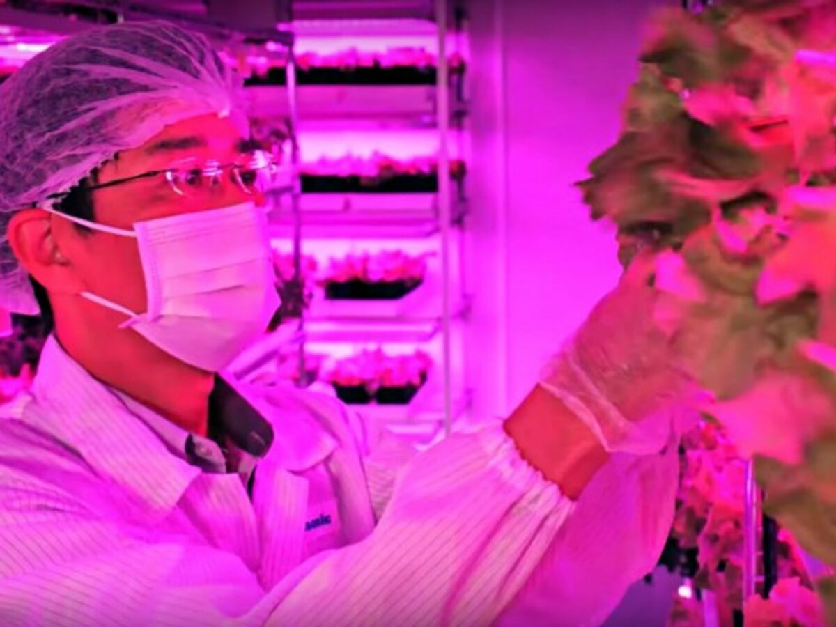 Inside the Panasonic vegetable farm in Singapore