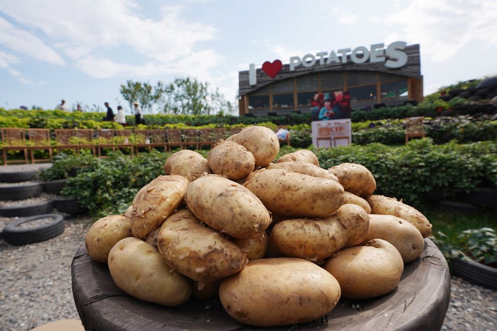 International Potato Center in Beijing, China.