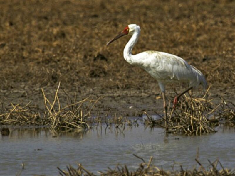 Iran's Last Siberian Crane Flies Alone