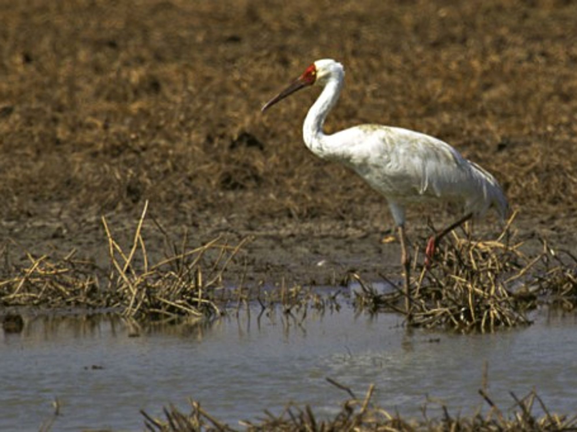Iran's Last Siberian Crane Flies Alone