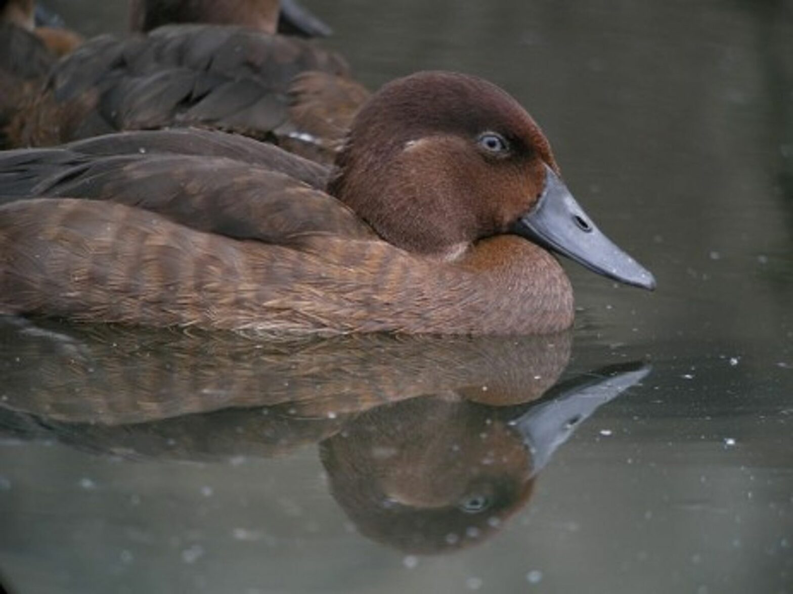 Is The World's Rarest Bird About To Go The Way Of The Dodo?