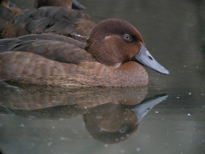 Is The World's Rarest Bird About To Go The Way Of The Dodo?